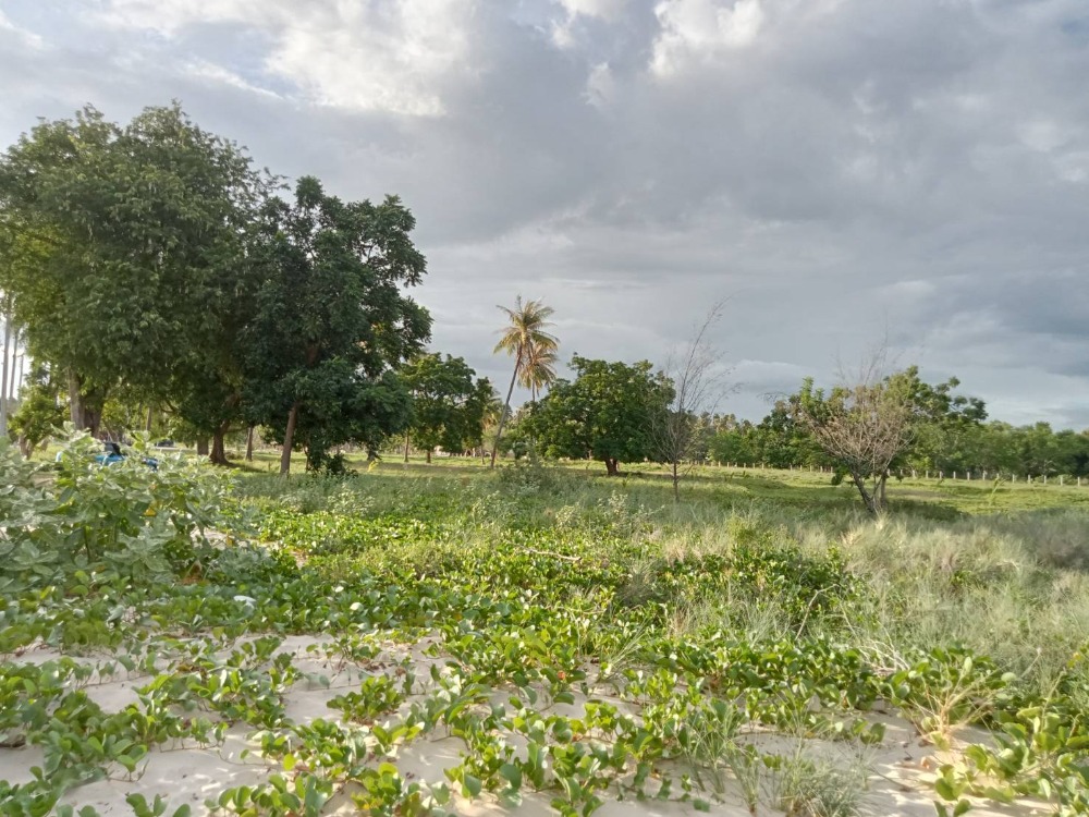 ขายที่ดินหัวหิน ประจวบคีรีขันธ์ : ขายที่ดิน ติดทะเล ที่ดินหน้ากว้าง ขนาด: 4-3-42 ไร่ กุยบุรี,ประจวบคีรีขันธ์