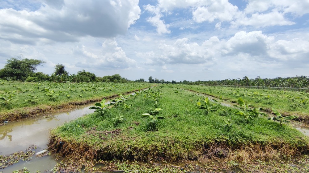 For SaleLandPathum Thani,Rangsit, Thammasat : Land for sale 44 rai, Khlong 13, Nong Suea, Pathum Thani, near the canal road. There is electricity and water.