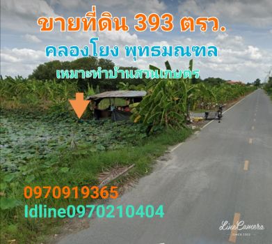 ขายที่ดินพุทธมณฑล ศาลายา : ขาย ที่ดิน ติดถนน ติดน้ำ 393 ตร.วา คลองโยง พุทธมณฑล