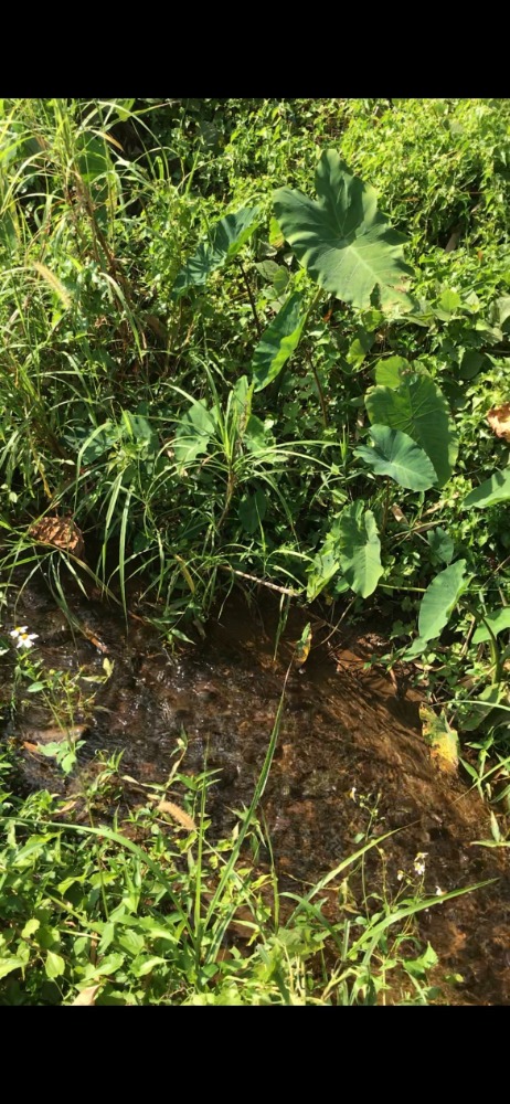For SaleLandChiang Mai : Land for sale with full view of Doi Luang Chiang Dao city center