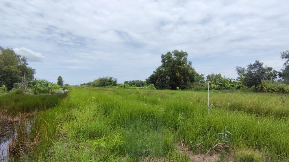 ขายที่ดินปทุมธานี รังสิต ธรรมศาสตร์ : ขาย ที่ดิน 56 ไร่ ลำลูกกา คลอง 7 ปทุมธานี ติดถนนใหญ่ เข้าจาก ถ.ลำลูกกา เพียง 5 กม.