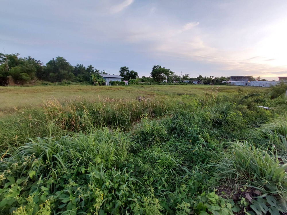 ขายที่ดินปทุมธานี รังสิต ธรรมศาสตร์ : ✨✨Update ที่ดินคลอง 9 หนองเสือ ขนาด 1 ไร่ ผังเมืองสีชมพู แปลงสุดท้าย ติดถนน 4001 ใกล้ตลาดทรัพย์มงคล (ตลาดคลอง9 เมืองใหม่) ทำเลการค้า ทำเลดี คุ้มที่สุด