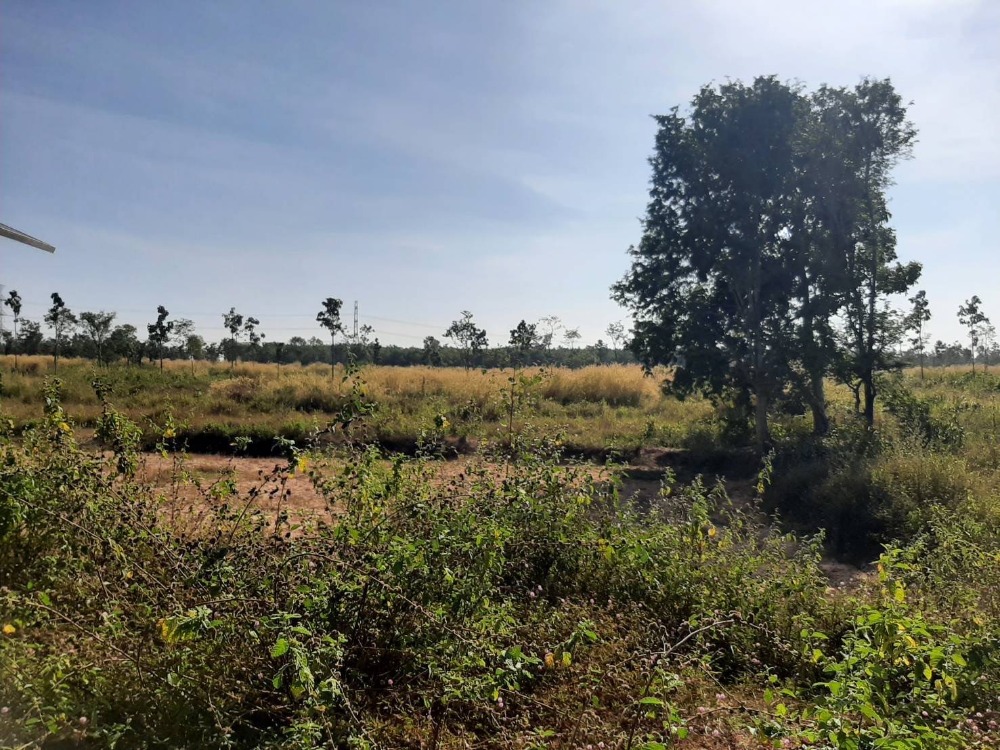 ขายที่ดินอุดรธานี : ขายที่ดิน 100 ไร่เศษ อุดรธานี อ.เพ็ญ เพียง 28ล้านบาท