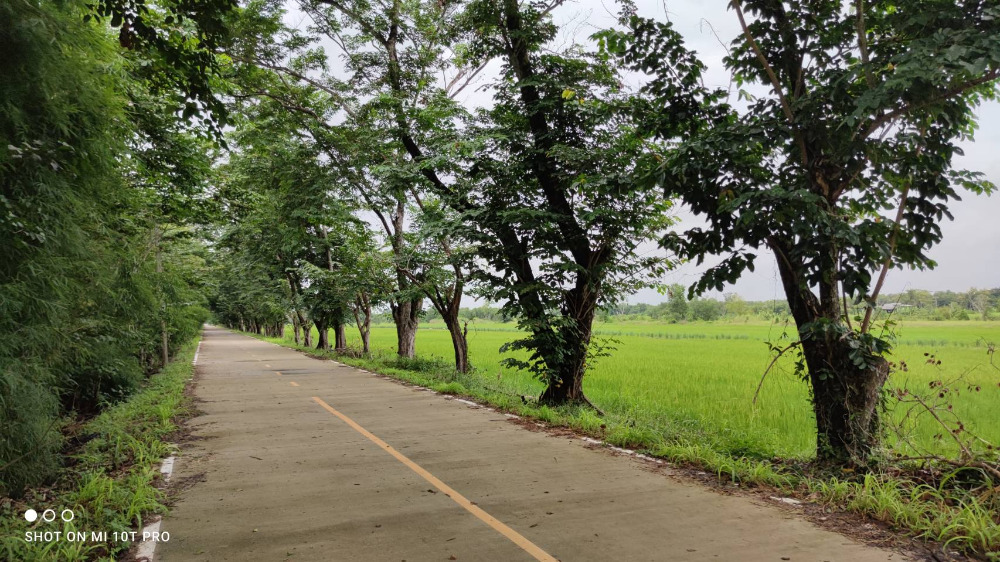 ขายที่ดินปทุมธานี รังสิต ธรรมศาสตร์ : 🎀ที่ดินคลองสิบ หนองเสือ ปทุมธานี เนื้อที่ 59 ไร่ ผังสีชมพู ทำเลทอง อยู่ติดหลัง ที่ว่าการ อ.หนองเสือ , สภ.หนองเสือ🎀