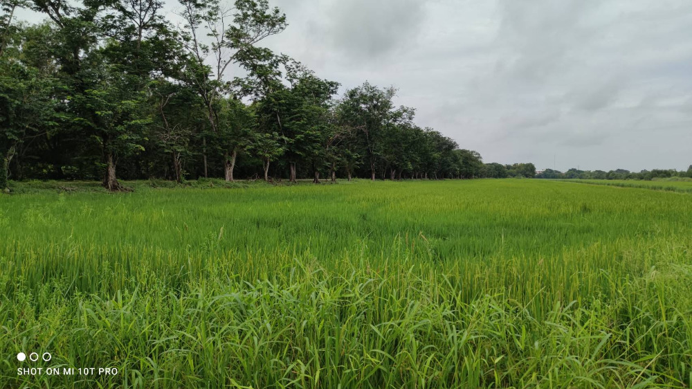 ขายที่ดินปทุมธานี รังสิต ธรรมศาสตร์ : 🎀ที่ดินคลองสิบ หนองเสือ ปทุมธานี เนื้อที่ 59 ไร่ ผังสีชมพู ทำเลทอง อยู่ติดหลัง ที่ว่าการ อ.หนองเสือ , สภ.หนองเสือ🎀