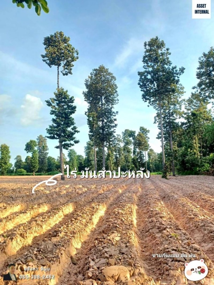 ขายที่ดินขอนแก่น : ขาย ที่ดิน 21 ไร่ 1 งาน 40 ตารางวา ถนน 2301 ตำบล คึมชาด อำเภอ หนองสองห้อง จังหวัด ขอนแก่น พร้อมไร่ปลูกมันสำปะหลัง