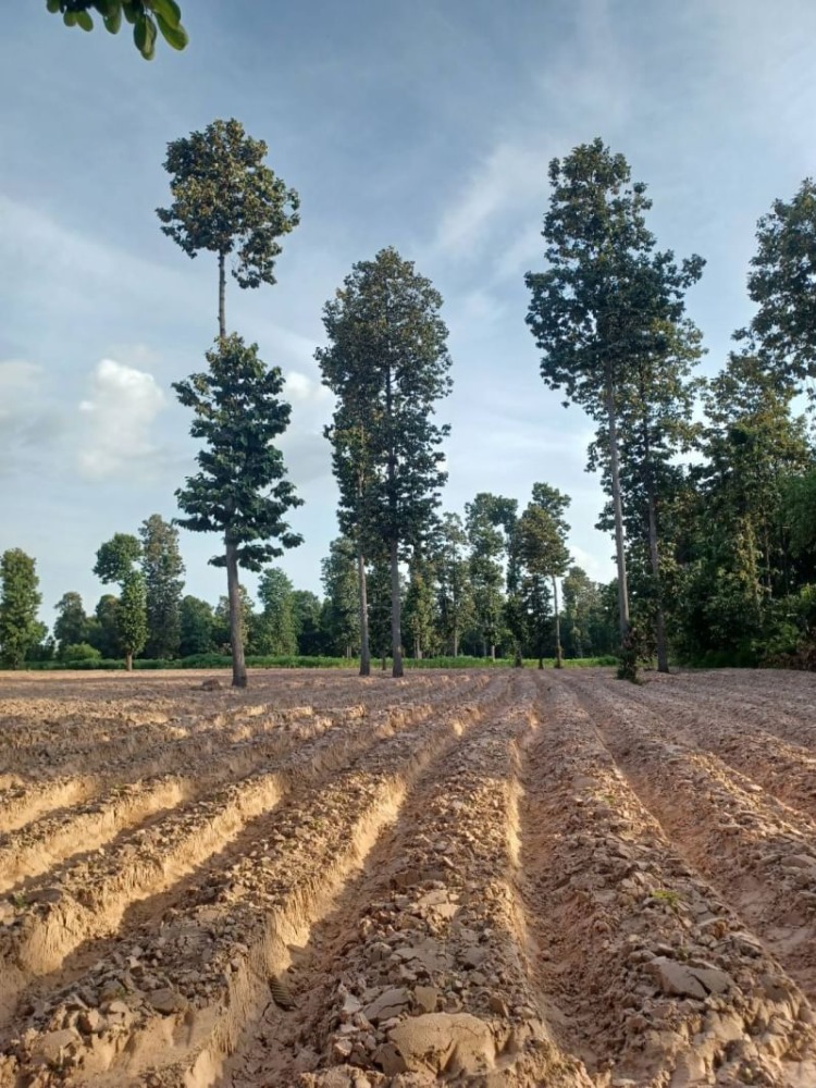 ขายที่ดินขอนแก่น : ขาย ที่ดิน 21 ไร่ 1 งาน 40 ตารางวา ถนน 2301 ตำบล คึมชาด อำเภอ หนองสองห้อง จังหวัด ขอนแก่น พร้อมไร่ปลูกมันสำปะหลัง