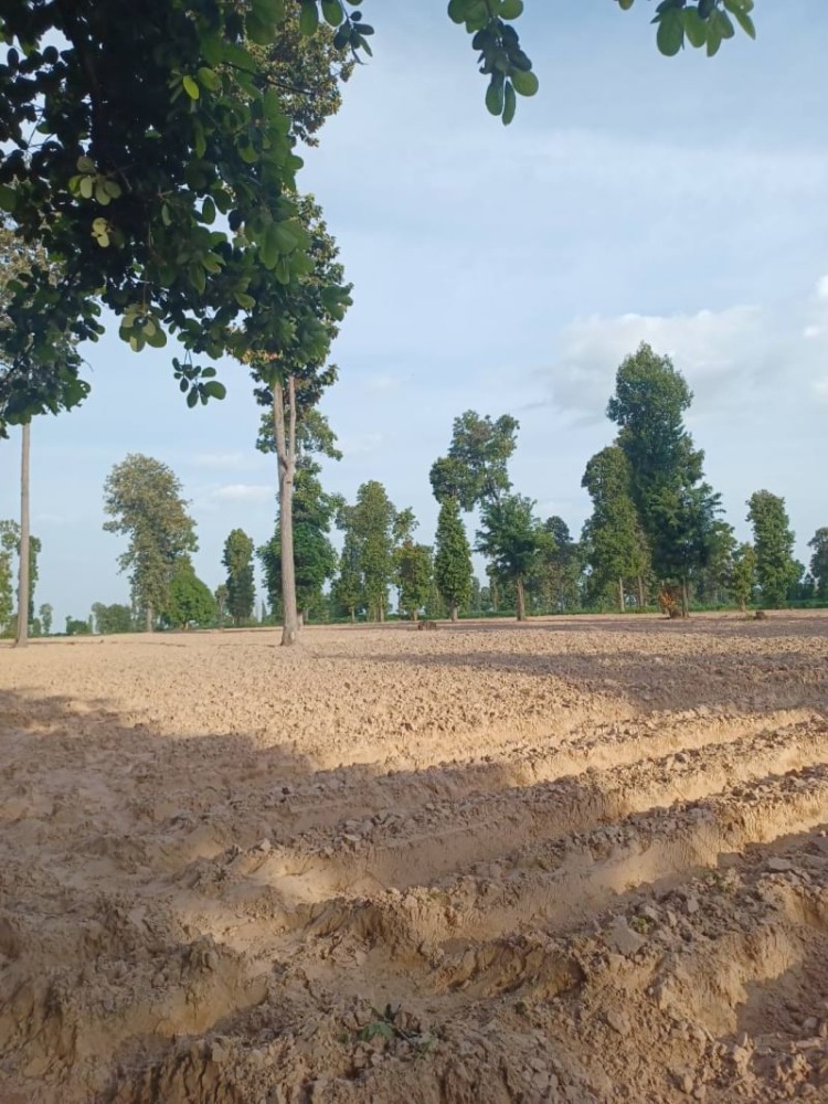 ขายที่ดินขอนแก่น : ขาย ที่ดิน 21 ไร่ 1 งาน 40 ตารางวา ถนน 2301 ตำบล คึมชาด อำเภอ หนองสองห้อง จังหวัด ขอนแก่น พร้อมไร่ปลูกมันสำปะหลัง