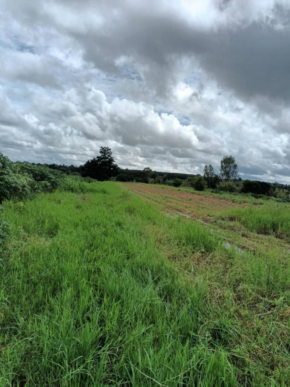 For SaleLandKhon Kaen : ❤️❤️❤️ Land for sale, Nong Tum, Khon Kaen, near the Pork Chatchawan Farm, very cheap, 4 rai 3 ngan 33.4 sq.who, 60 meters wide, 36 meters deep, the land in front of 40 meters, and there is a road entrance to the land 4 meters wide, interested in Line/Tel 
