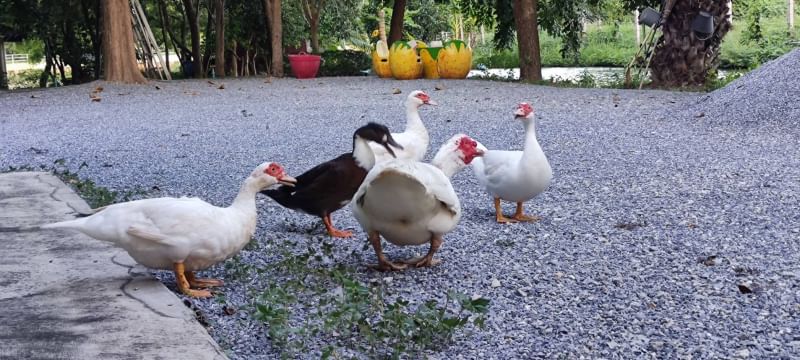 ขายที่ดินสุพรรณบุรี : ขาย บ้านพร้อมที่ดิน 5 ไร่ 35 ตารางวา ตำบล ย่านยาว อำเภอ สามชุก จังหวัด สุพรรณบุรี ติดถนน 3057  ติดแม่น้ำท่าจีน  ถมแล้ว พร้อมบ้านชั้นเดียว 3 ห้องนอน 3 ห้องน้ำ เฟอร์นิเจอร์บิ้วอิน พร้อมเครื่องใช้ไฟฟ้า ล้อมรั้วเรียบร้อย