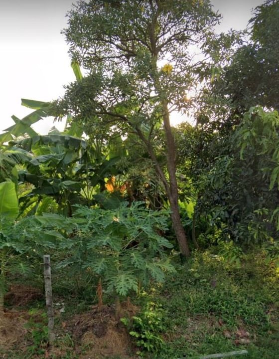 For SaleLandRama5, Ratchapruek, Bangkruai : Empty land for sale, 100 square wah, land in the village of S. Phanurangsi, Bang Kruai.