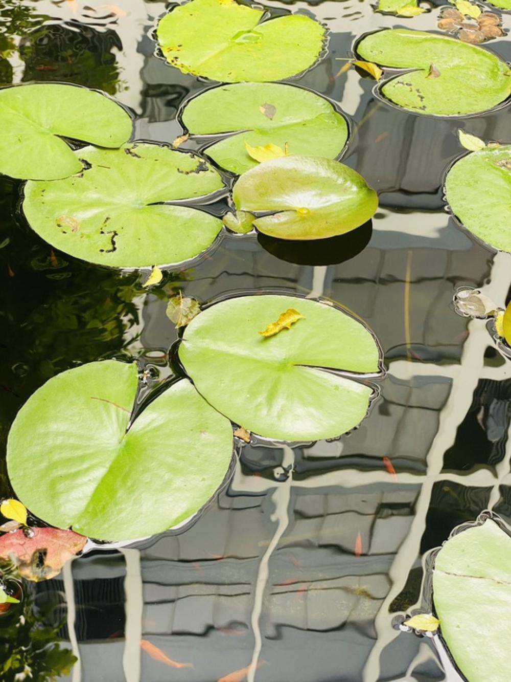 ขายคอนโดบางนา แบริ่ง ลาซาล : เวรี่ลาซาล ขายคอนโด  64 ตรม. ที่จอดรถฟิค Very Lasalle Condo – 2 ห้องนอน 2 ห้องน้ำ ขนาดใหญ่