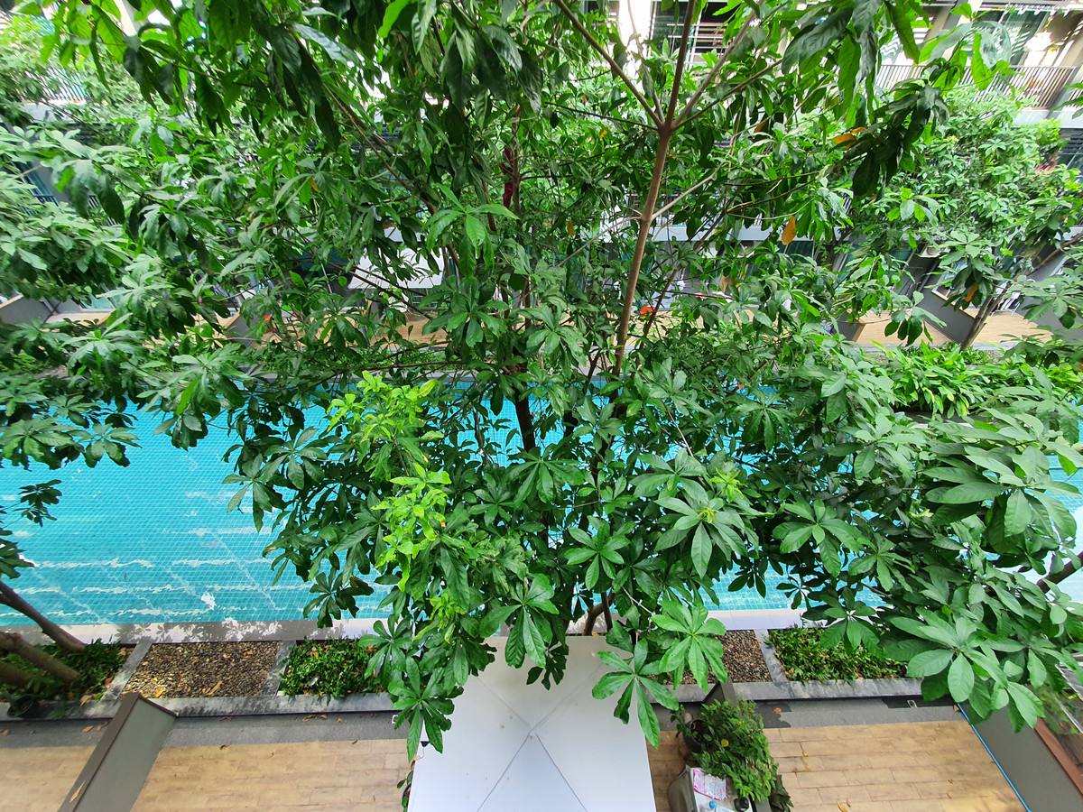 For RentCondoOnnut, Udomsuk : A Space ME Sukhumvit 77 🌟PN-00005152🌟