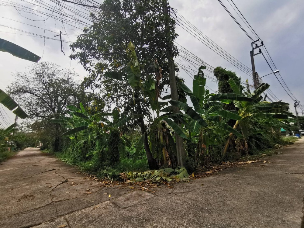 ขายที่ดินพุทธมณฑล ศาลายา : ขาย ที่ดินเปล่า 112 ตรว. พุทธมณฑลสาย 3 ซอย 18 แปลงมุม สวย (NLP-013)