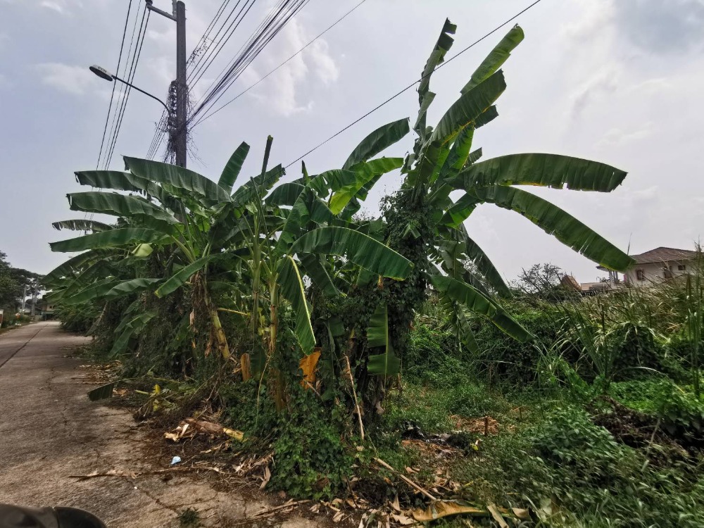 ขายที่ดินพุทธมณฑล ศาลายา : ขาย ที่ดินเปล่า 112 ตรว. พุทธมณฑลสาย 3 ซอย 18 แปลงมุม สวย (NLP-013)