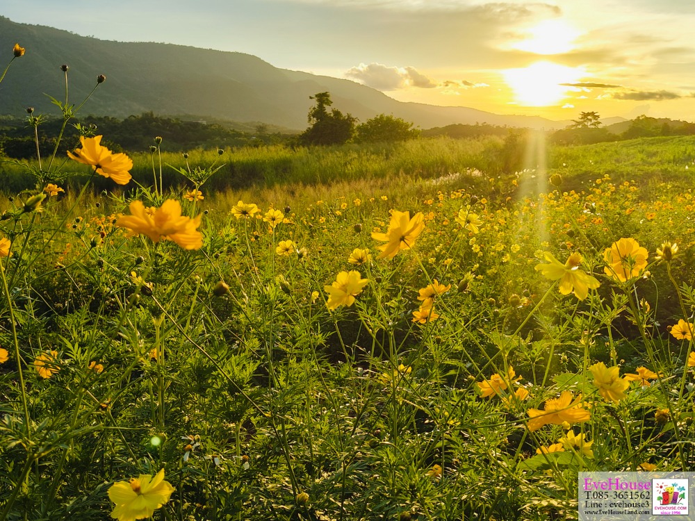 For SaleLandPak Chong KhaoYai : Land in Khao Yai, 90 rai, width 620 m., very beautiful view, near Intercontinental hotel, Toscana, Swan Lake.