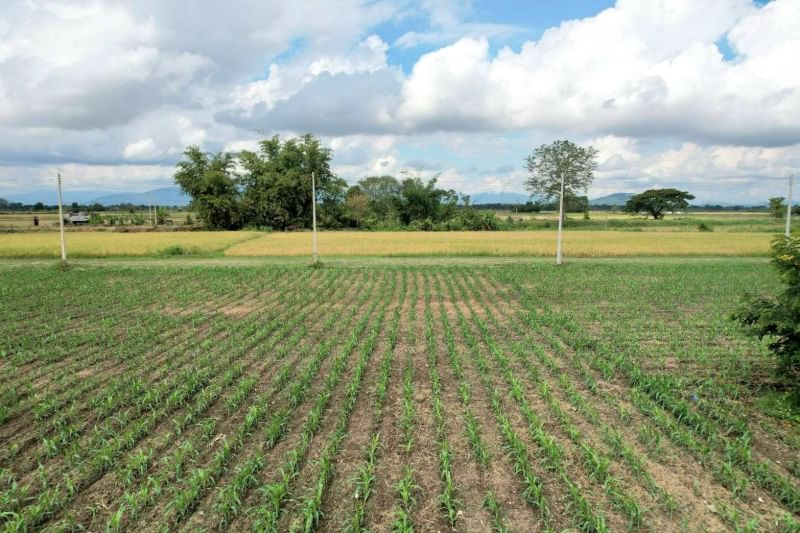 ขายที่ดินเชียงราย : แบ่งขายที่ดิน 162, 234, 230 ตารางวา ใกล้ตัวเมืองเชียงราย เส้นเลียบแม่น้ำกก ถนนทางหลวงชนบท ตำบลริมกก อำเภอเมืองเชียงราย จังหวัดเชียงราย