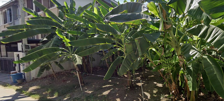 ขายที่ดินสะพานควาย จตุจักร : ขายที่ดิน ลาดพร้าว ซอย1 ใกล้ ศาลอาญา ถนน รัชดา