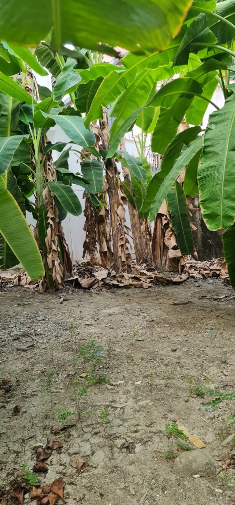 ขายที่ดินสะพานควาย จตุจักร : ขายที่ดิน ลาดพร้าว ซอย1 ใกล้ ศาลอาญา ถนน รัชดา