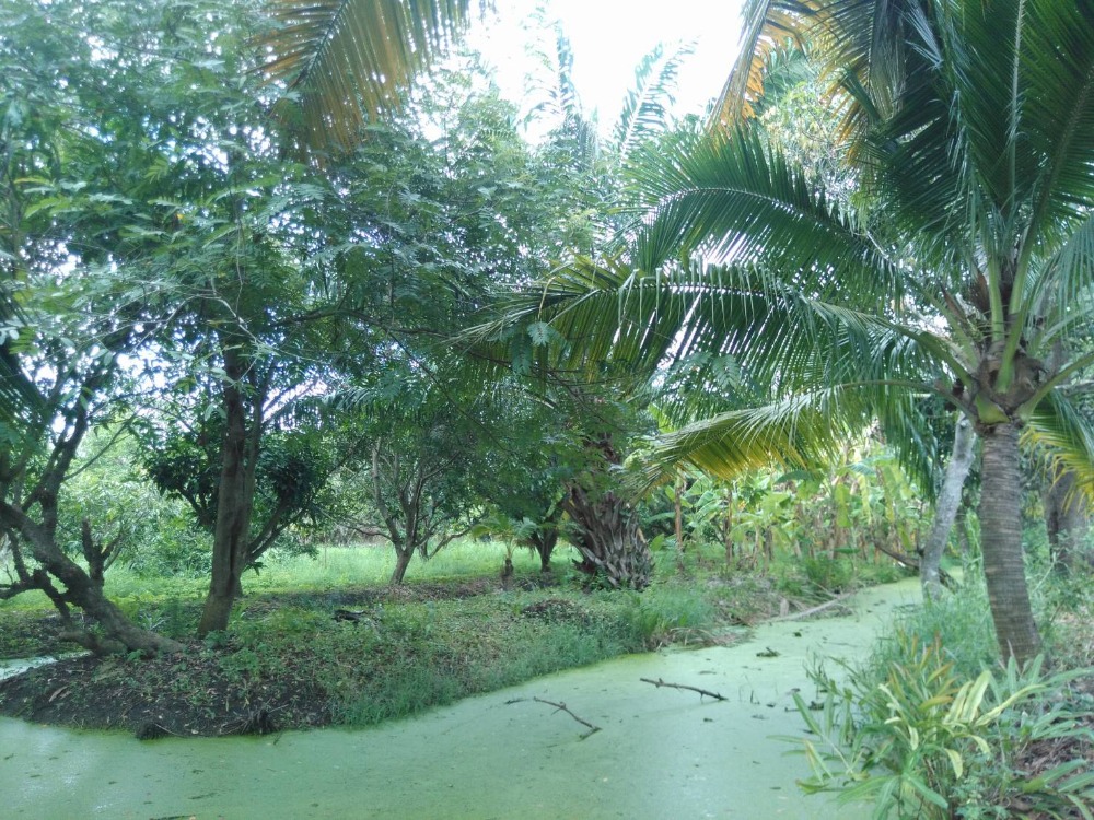 For SaleLandPathum Thani,Rangsit, Thammasat : Empty land, self-built house, Nong Suea, Khlong 11, Pathum Thani, size 7.0.64 rai, selling price 12,000,000 million baht.