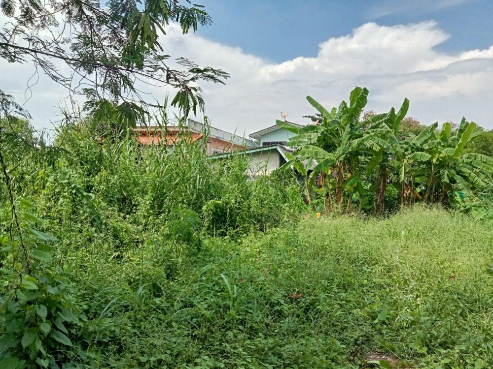 For SaleLandBang kae, Phetkasem : Land for sale in Nakhon Lung 2, Intersection 5, Bangkok.