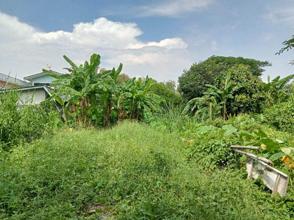 For SaleLandBang kae, Phetkasem : Land for sale in Nakhon Lung 2, Intersection 5, Bangkok.