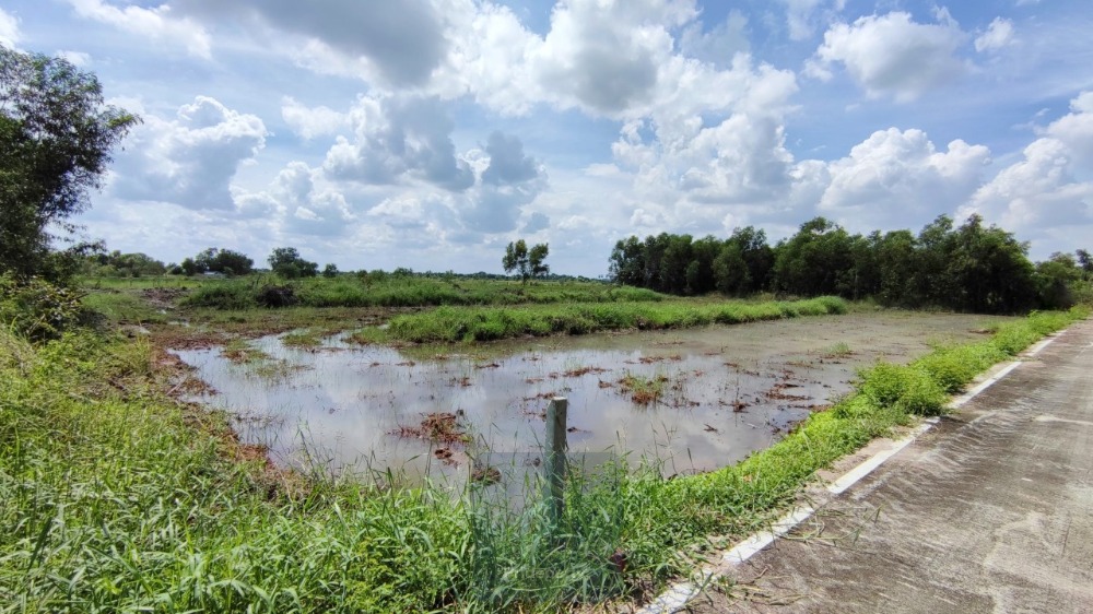 For SaleLandPathum Thani,Rangsit, Thammasat : Land for sale, 2 rai, Khlong 5, west side, Khlong Luang, Pathum Thani, near the Pathum Thani-Ayutthaya highway.