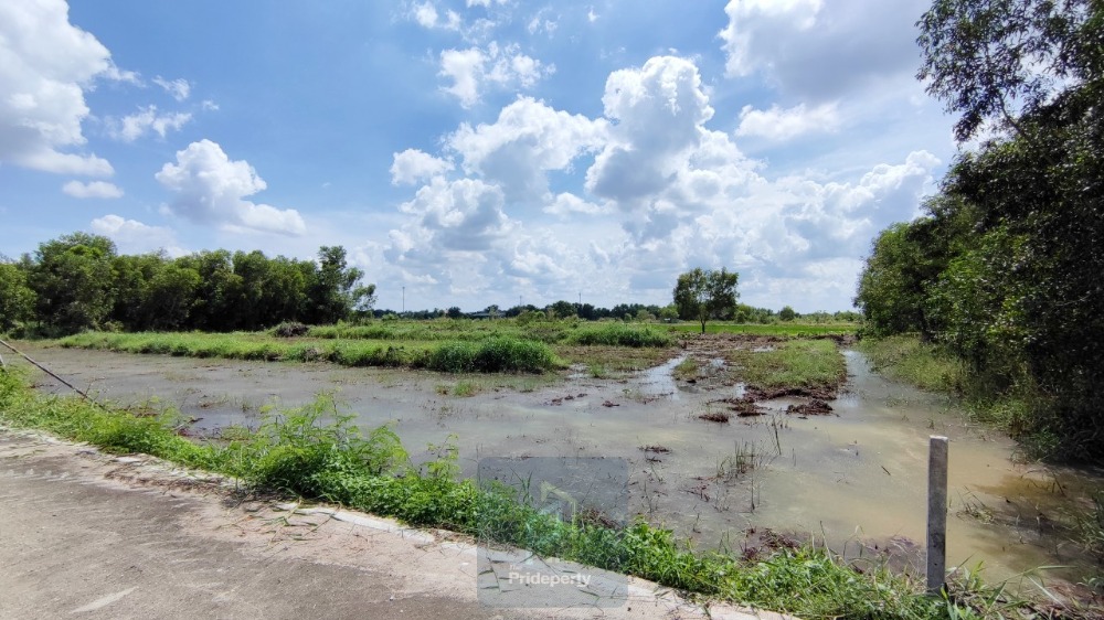 ขายที่ดินปทุมธานี รังสิต ธรรมศาสตร์ : ขาย ที่ดิน 2 ไร่ คลอง 5 ฝั่งตะวันตก คลองหลวง ปทุมธานี ใกล้เส้นทางหลวงปทุมธานี-อยุธยา