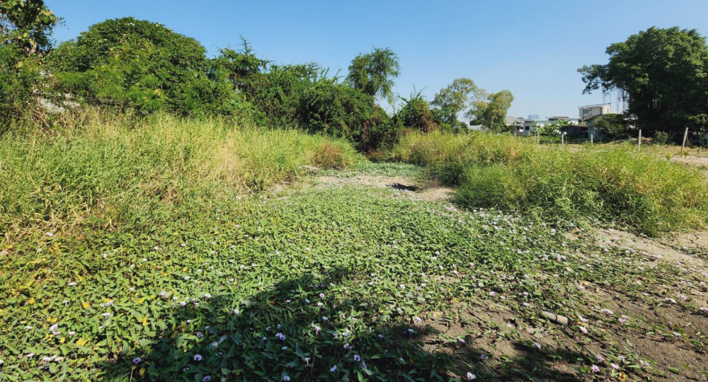 ขายที่ดินบางนา แบริ่ง ลาซาล : ขายที่ดิน 204 ตร.ว. ใกล้โรงเรียนเซนต์โยเซฟ ถนนสุขุมวิท บางนา ศรีนครินทร์ ใกล้ BTS สายสีเขียว สายสีเหลือง