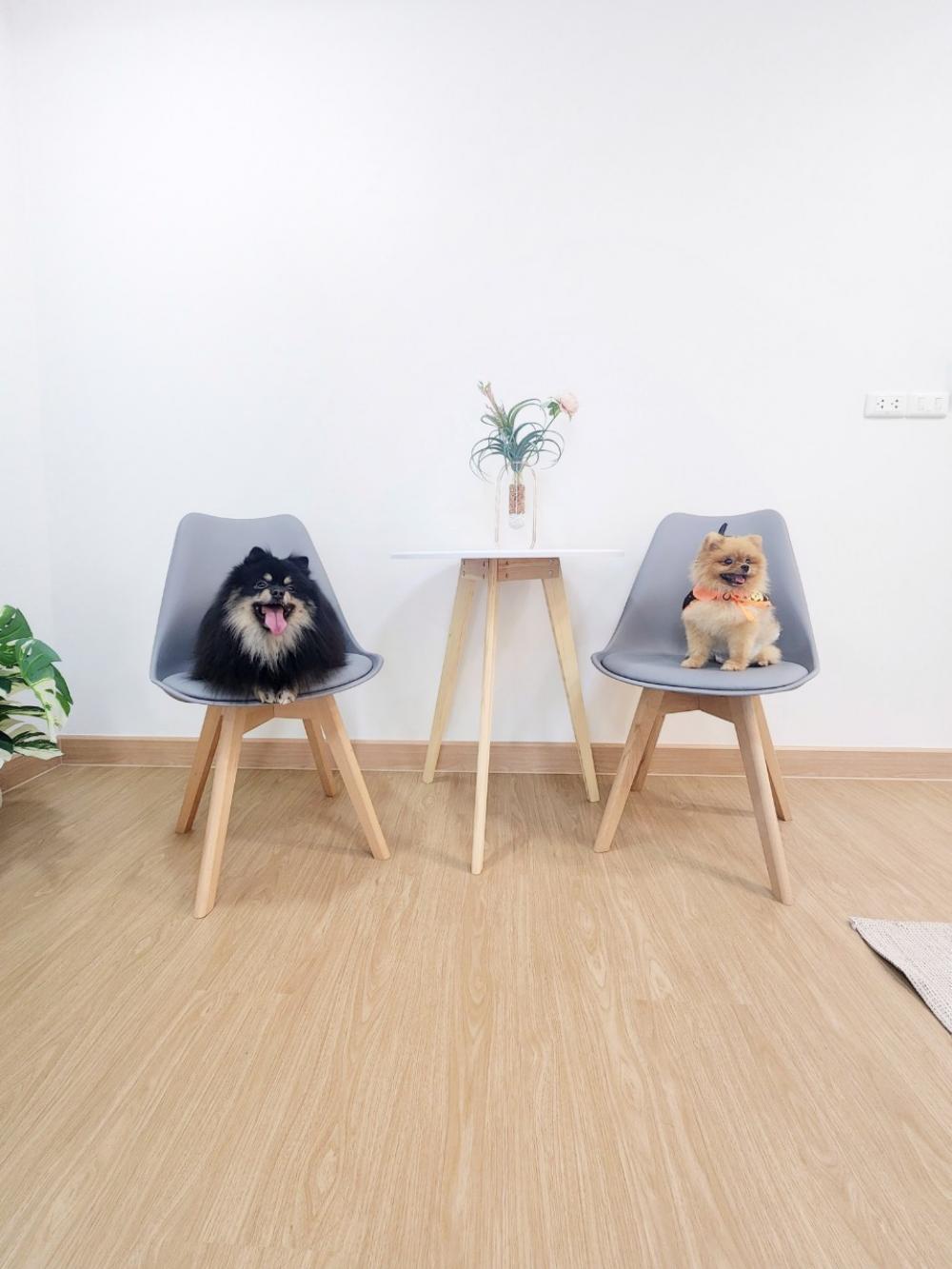 ขายคอนโดโชคชัย4 ลาดพร้าว71 : 🐕🐈🐩🐈‍⬛เลี้ยงสัตว์ได้ ไม่ได้มีมาเยอะ ✨️ล้านต้นๆ 🌳JW suite โชคชัย4🌳