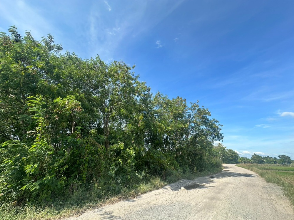 ขายที่ดินฉะเชิงเทรา : ขายที่ดินสวย ถมแล้ว ซอยบางขวัญ 3  เมืองฉะเชืงเทรา