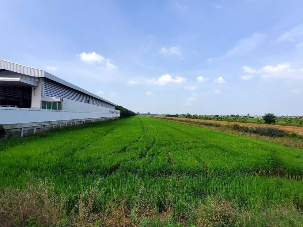 For SaleLandPathum Thani,Rangsit, Thammasat : Land for sale 15 rai 155 sq m., Bang Sakae Nuea Road. Lat Lum Kaeo, Pathum Thani.