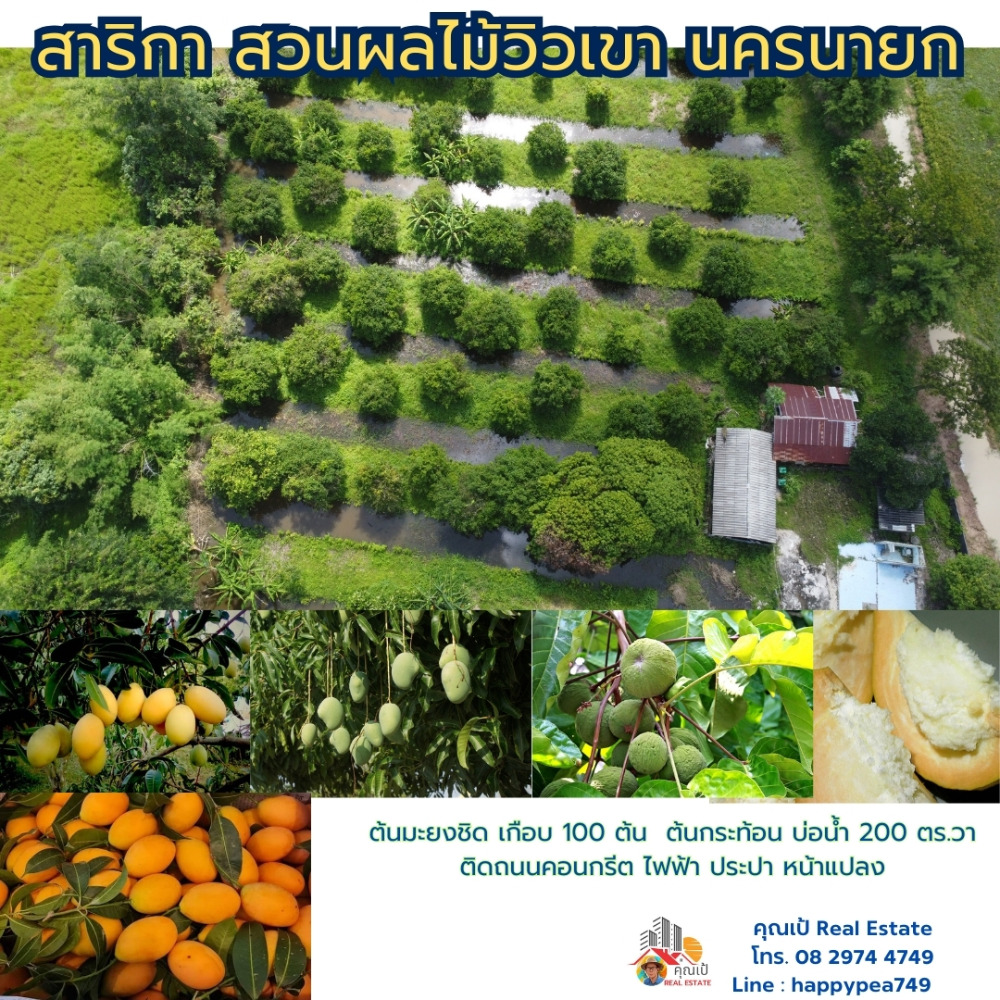 ขายที่ดินนครนายก : ที่ดินนครนายก โซนสาริกา 9-2-64 ไร่ เป็นสวนผลไม้ มะยงชิด มะม่วง กระท้อน มีไฟฟ้า ประปา ติดถนนคอนกรีต ใกล้แหล่งท่องเที่ยว