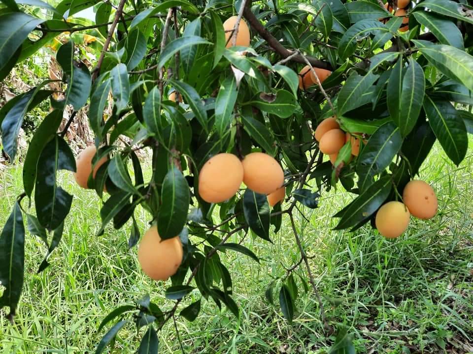 ขายที่ดินนครนายก : ที่ดินนครนายก โซนสาริกา 9-2-64 ไร่ เป็นสวนผลไม้ มะยงชิด มะม่วง กระท้อน มีไฟฟ้า ประปา ติดถนนคอนกรีต ใกล้แหล่งท่องเที่ยว