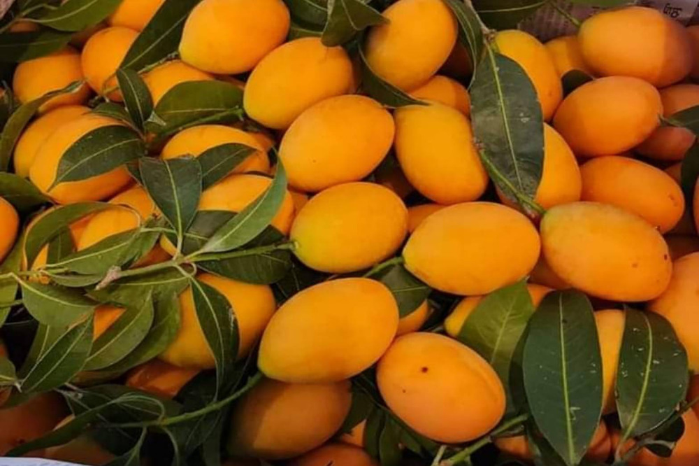 ขายที่ดินนครนายก : ที่ดินนครนายก โซนสาริกา 9-2-64 ไร่ เป็นสวนผลไม้ มะยงชิด มะม่วง กระท้อน มีไฟฟ้า ประปา ติดถนนคอนกรีต ใกล้แหล่งท่องเที่ยว