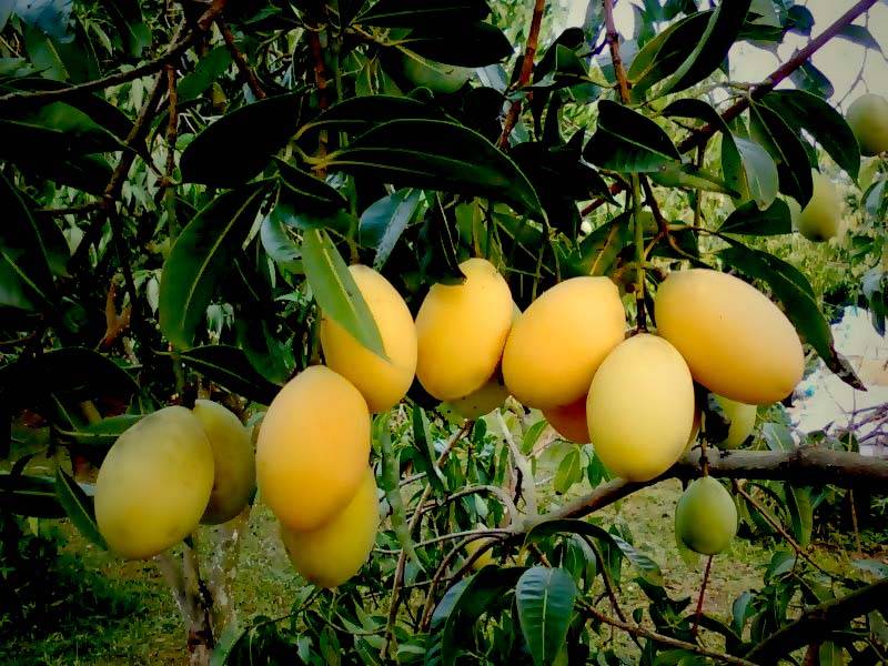 ขายที่ดินนครนายก : ที่ดินนครนายก โซนสาริกา 9-2-64 ไร่ เป็นสวนผลไม้ มะยงชิด มะม่วง กระท้อน มีไฟฟ้า ประปา ติดถนนคอนกรีต ใกล้แหล่งท่องเที่ยว