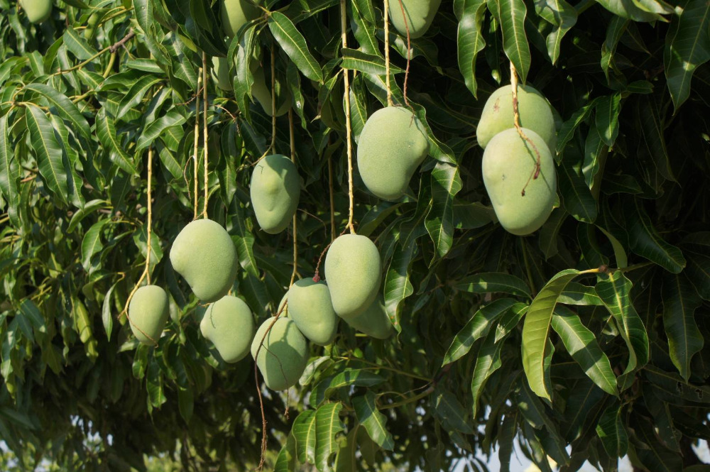 ขายที่ดินนครนายก : ที่ดินนครนายก โซนสาริกา 9-2-64 ไร่ เป็นสวนผลไม้ มะยงชิด มะม่วง กระท้อน มีไฟฟ้า ประปา ติดถนนคอนกรีต ใกล้แหล่งท่องเที่ยว