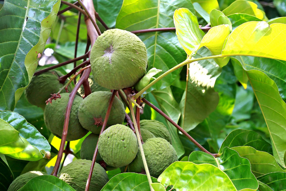 ขายที่ดินนครนายก : ที่ดินนครนายก โซนสาริกา 9-2-64 ไร่ เป็นสวนผลไม้ มะยงชิด มะม่วง กระท้อน มีไฟฟ้า ประปา ติดถนนคอนกรีต ใกล้แหล่งท่องเที่ยว