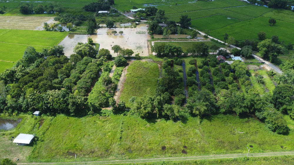 ขายที่ดินนครนายก : ที่ดินนครนายก โซนสาริกา 9-2-64 ไร่ เป็นสวนผลไม้ มะยงชิด มะม่วง กระท้อน มีไฟฟ้า ประปา ติดถนนคอนกรีต ใกล้แหล่งท่องเที่ยว