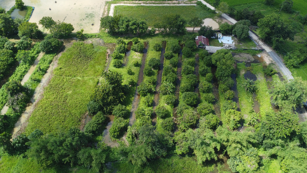 ขายที่ดินนครนายก : ที่ดินนครนายก โซนสาริกา 9-2-64 ไร่ เป็นสวนผลไม้ มะยงชิด มะม่วง กระท้อน มีไฟฟ้า ประปา ติดถนนคอนกรีต ใกล้แหล่งท่องเที่ยว