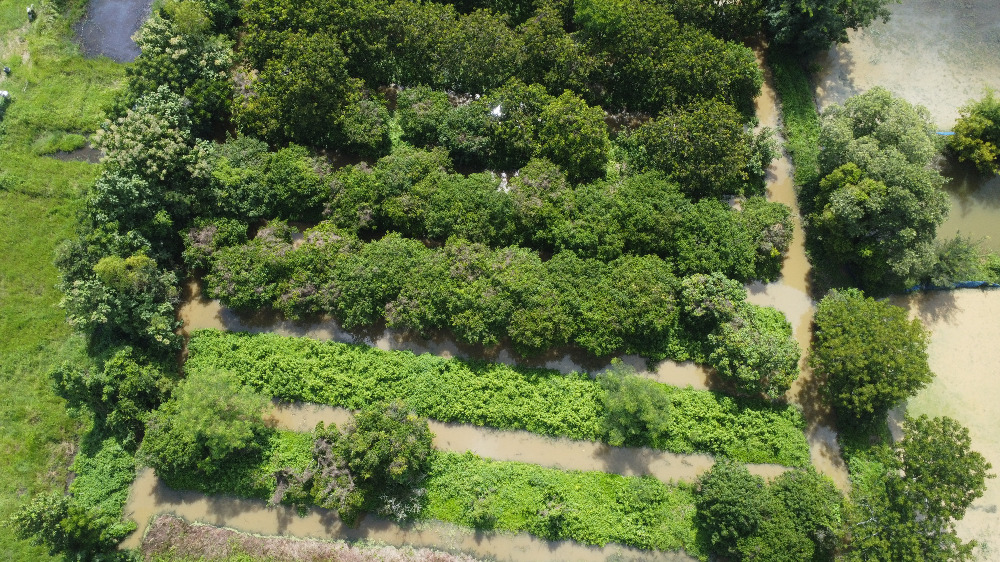 ขายที่ดินนครนายก : ที่ดินนครนายก โซนสาริกา 9-2-64 ไร่ เป็นสวนผลไม้ มะยงชิด มะม่วง กระท้อน มีไฟฟ้า ประปา ติดถนนคอนกรีต ใกล้แหล่งท่องเที่ยว