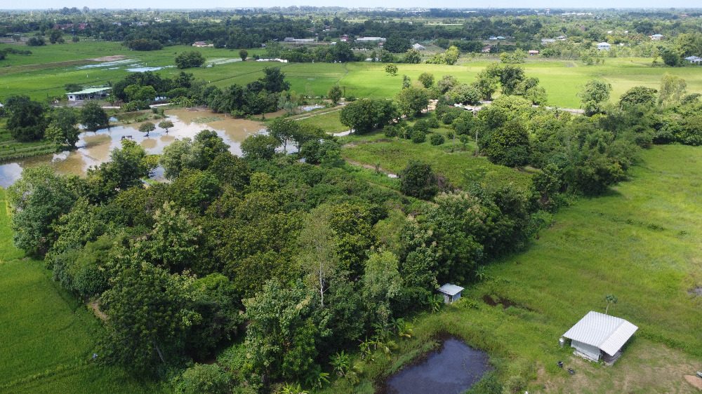 ขายที่ดินนครนายก : ที่ดินนครนายก โซนสาริกา 9-2-64 ไร่ เป็นสวนผลไม้ มะยงชิด มะม่วง กระท้อน มีไฟฟ้า ประปา ติดถนนคอนกรีต ใกล้แหล่งท่องเที่ยว