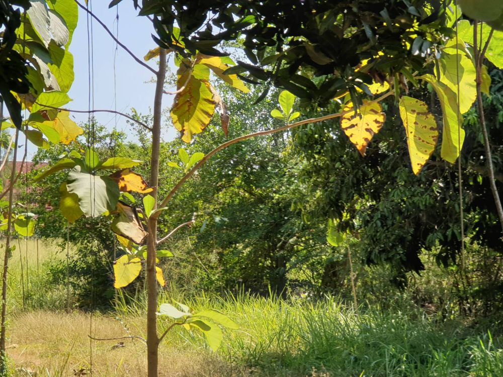 ขายที่ดินพัทยา บางแสน ชลบุรี สัตหีบ : ขายที่ดิน สัตหีบ ชลบุรี เนื้อที่ 13 ไร่ 237.2 ตร.วา ซอยสัตหีบสุขุมวิท 111 ถนนสุขุมวิท พลูตาหลวง สัตหีบ ชลบุรี ห่างถนนสุขุมวิท 300 ม. ราคา 29,904,600 บาท