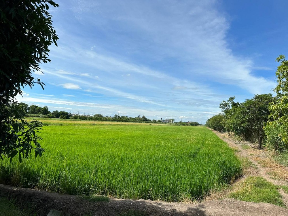 ขายที่ดินนนทบุรี บางใหญ่ บางบัวทอง : ขายที่ดินติดถนน บางกรวย-ไทรน้อย นนทบุรี ใกล้บิ๊กซีไทรน้อย  รหัส L8006