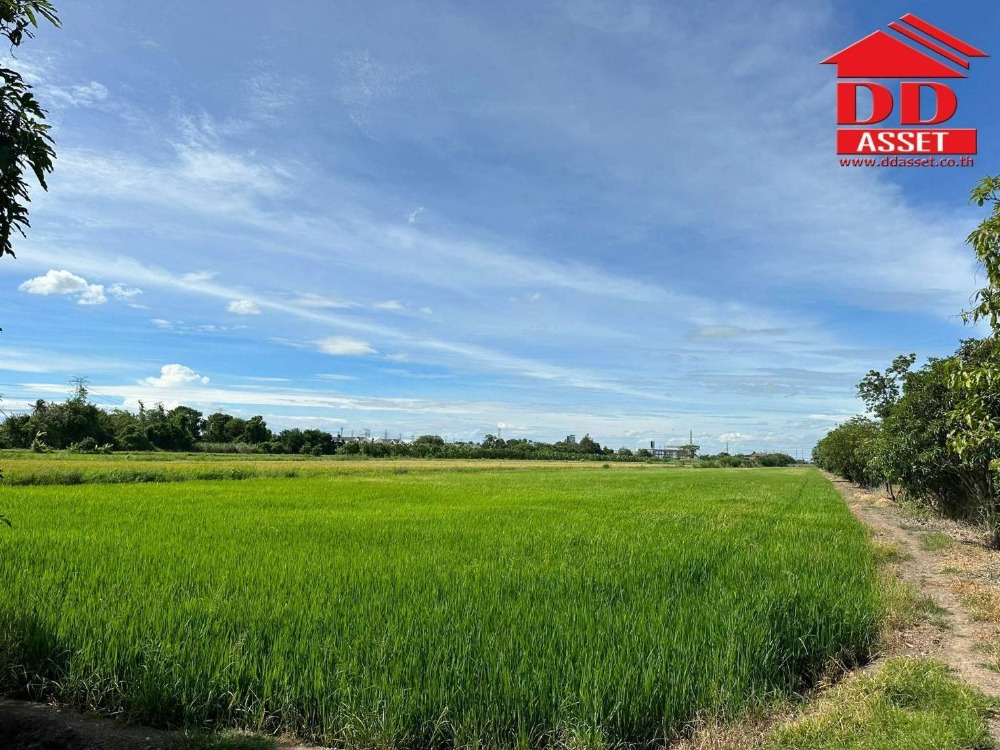 ขายที่ดินนนทบุรี บางใหญ่ บางบัวทอง : ขายที่ดินติดถนน บางกรวย-ไทรน้อย นนทบุรี ใกล้บิ๊กซีไทรน้อย  รหัส L8006