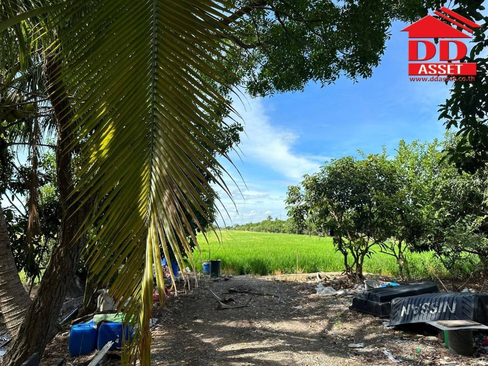 ขายที่ดินนนทบุรี บางใหญ่ บางบัวทอง : ขายที่ดินติดถนน บางกรวย-ไทรน้อย นนทบุรี ใกล้บิ๊กซีไทรน้อย  รหัส L8006