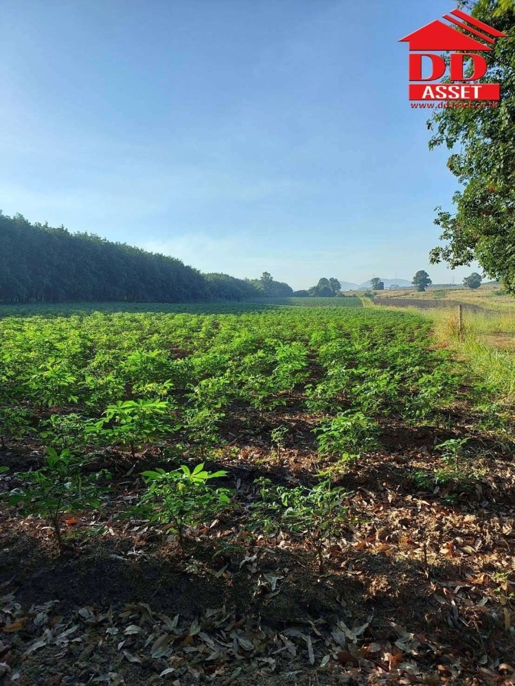 For SaleLandPattaya, Bangsaen, Chonburi : Land for sale, Hang Sung Subdistrict, Nong Yai District, Chonburi, next to paved road, code L8008.