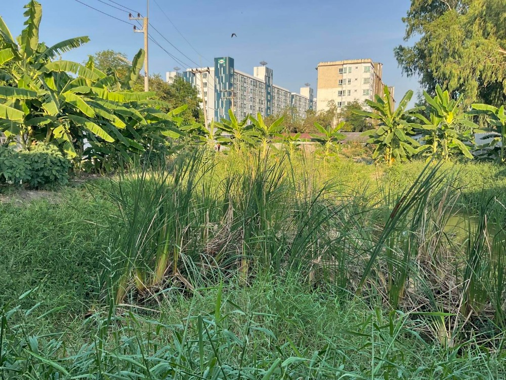 ขายที่ดินปทุมธานี รังสิต ธรรมศาสตร์ : 📢ขาย ที่ดิน ถมสูง พร้อมสร้างสิ่งปลูกสร้างได้ ฮวงจุ้ยดี (ตารางวาละ 42,000 บาท) โฉนดครุฑแดง,พื้นที่สีส้ม