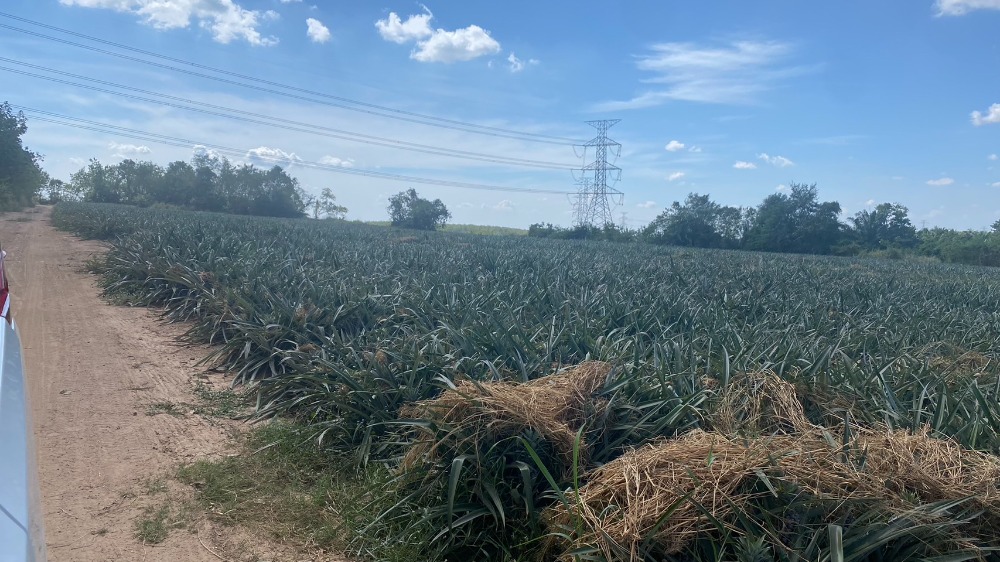 For SaleLandRayong : Urgent sale, 11 rai of land, Rayong Province, Pluak Daeng District, beyond the entrance to the WHA EASTERN SEA BOARD 1 industrial estate, selling for 1.5 million baht per rai.
