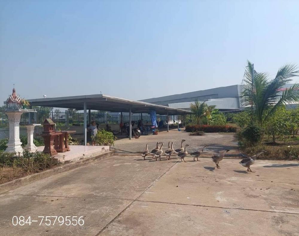 For SaleFactoryPathum Thani,Rangsit, Thammasat : large factory for sale 🚩Lat Lum Kaeo District, Pathum Thani Province